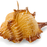 Conch Shell Candle