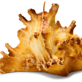 Strombus Shell Candle