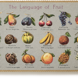 Embossed Nostalgic Postcard, Fruits