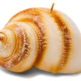 Moon Shell Candle