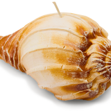Ridged Shell Candle
