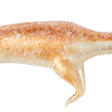 Weasel Glass Ornament