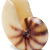 Nautilus Shell Candle