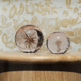 Tragopogon Paperweight